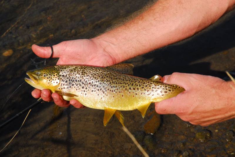 Brown trout in Montana