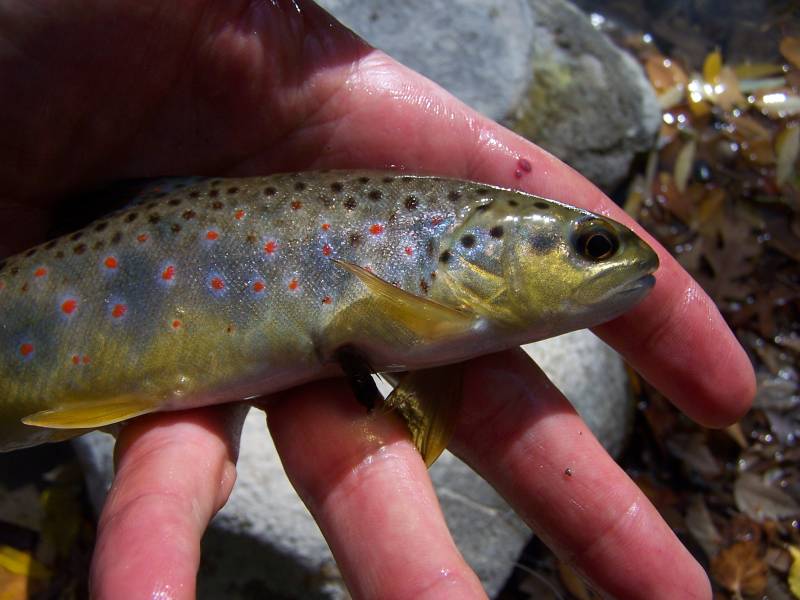 Brown trout in Salt Lake County