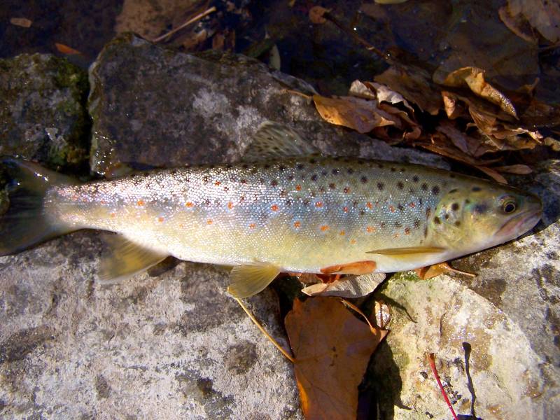 Brown trout in Salt Lake County