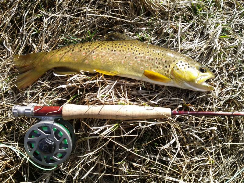 Brown trout in Nederland