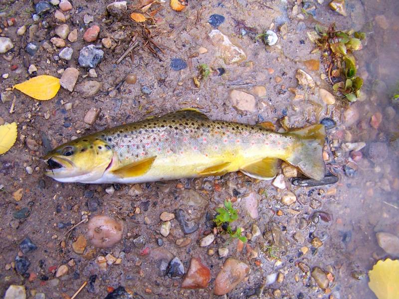 Brown trout in Salt Lake County