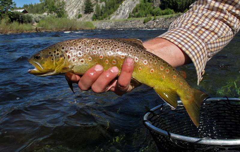 Brown trout in Montana