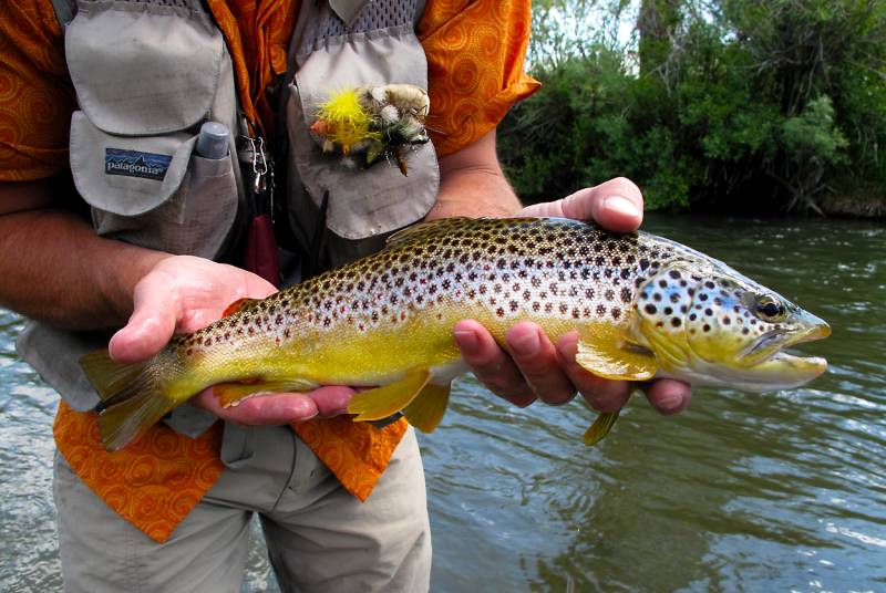 Brown trout in Montana