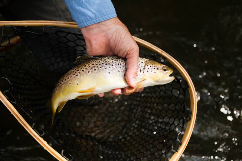Brown trout in Blair County