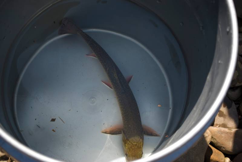 Brook trout in Cumberland