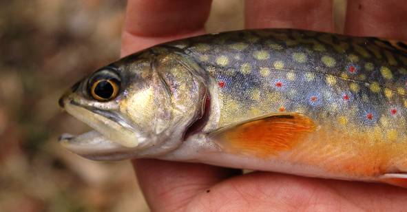 Brook trout in Jersey Shore