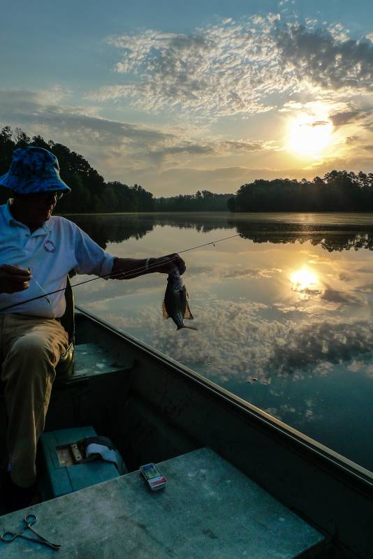 Black crappie in North Augusta