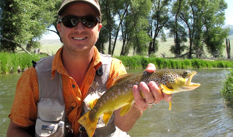 Brown trout in Montana