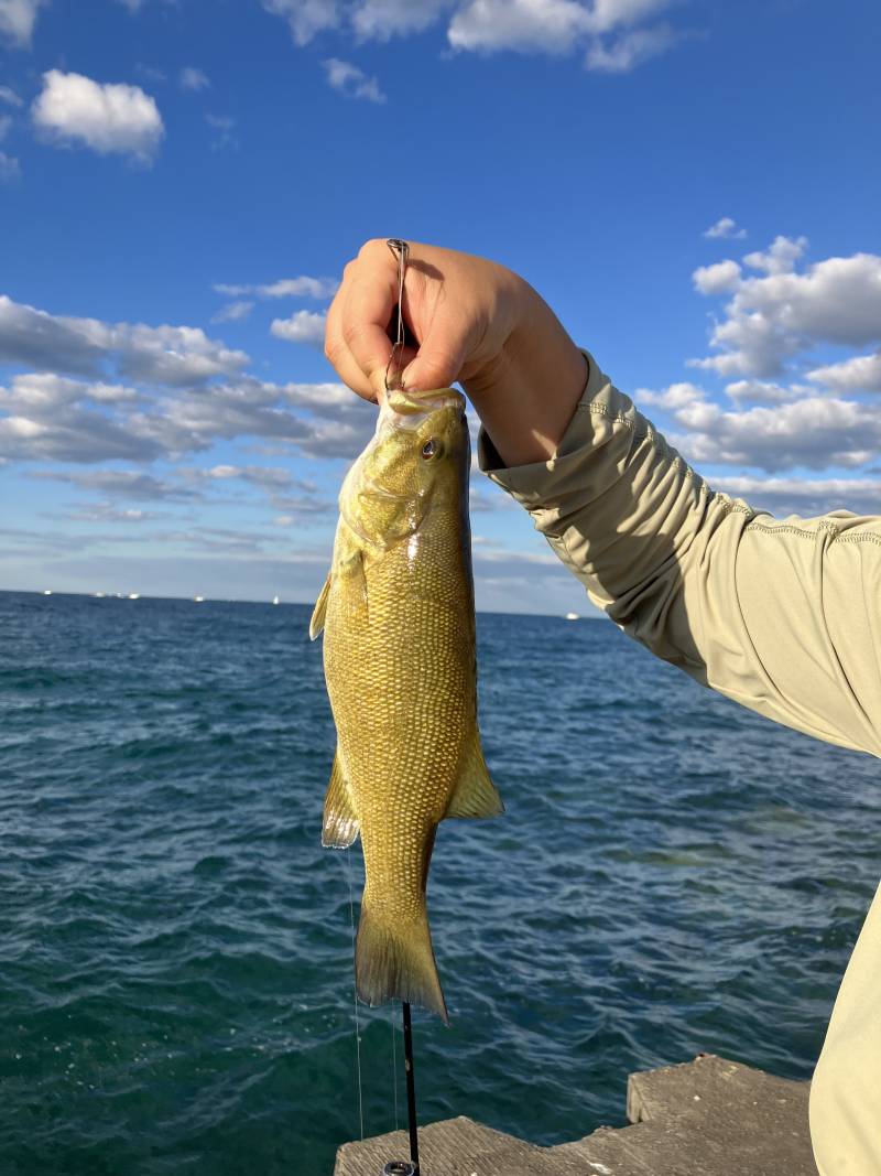 Smallmouth bass in United States