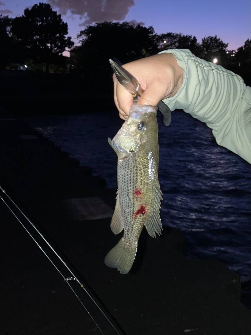 Rock bass in United States
