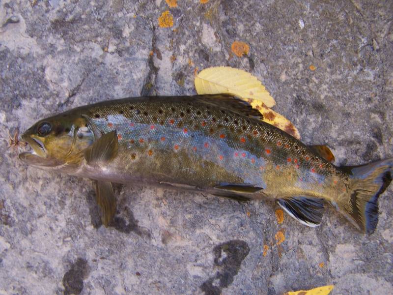 Brown trout in Lehi