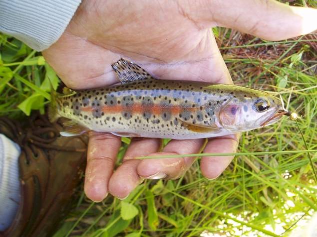Rainbow trout in Cottonwood