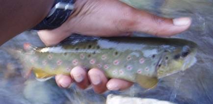 Brown trout in Cottonwood