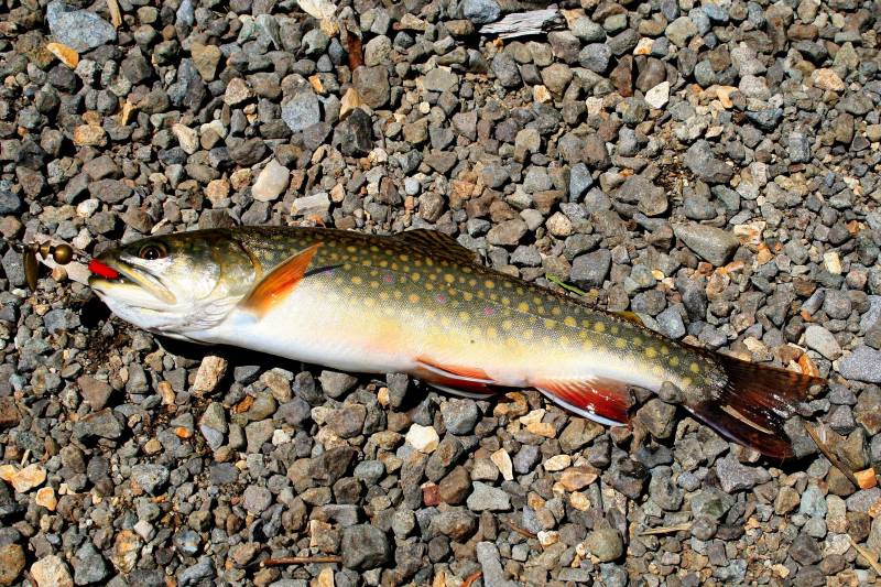 Brook trout in Mi-Wuk Village