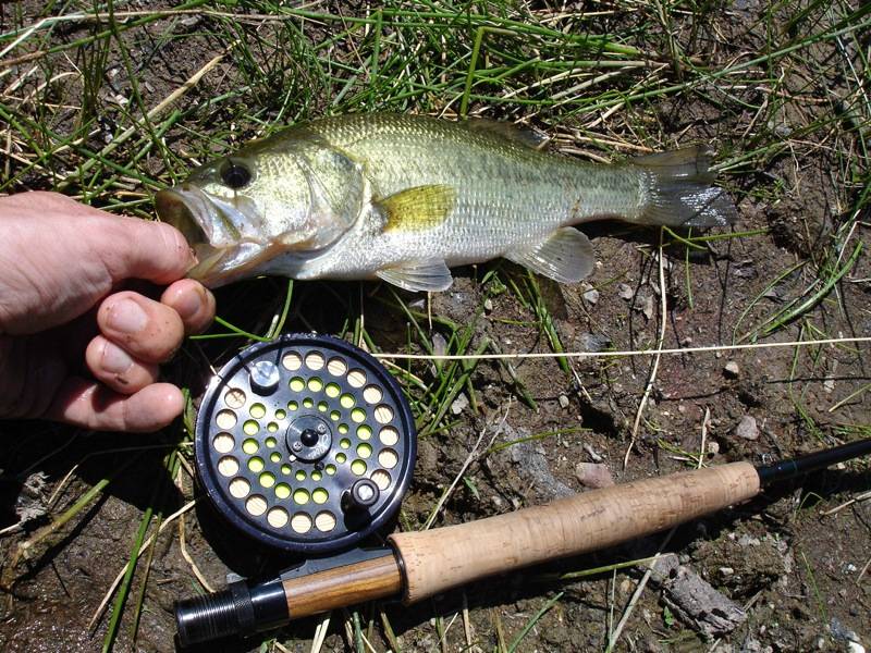 Largemouth bass in Los Molinos