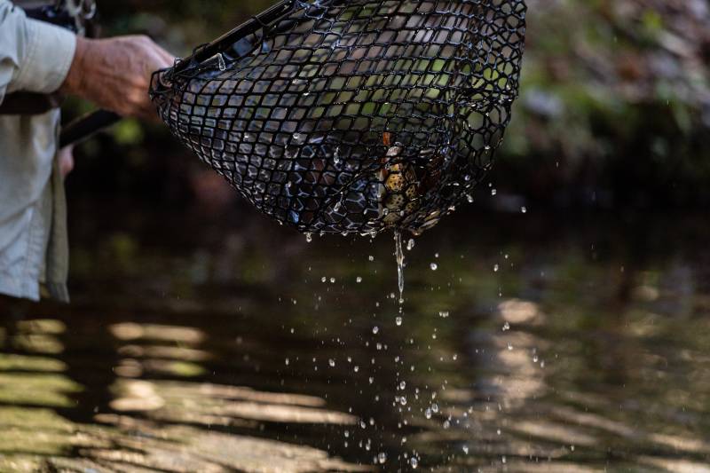 Brown trout in Freeland