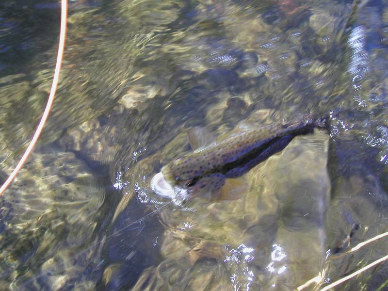 Rainbow trout in Carbon County