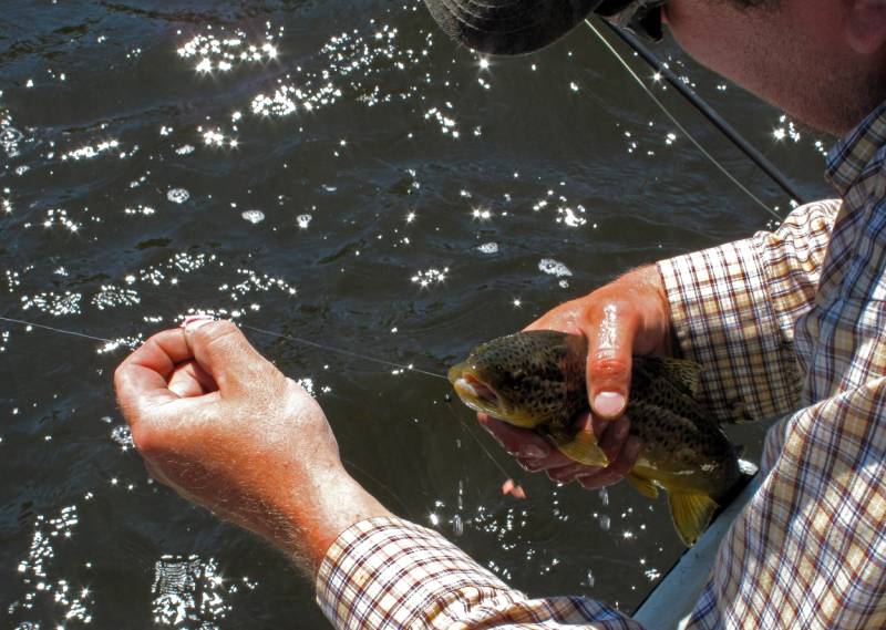 Brown trout in Montana