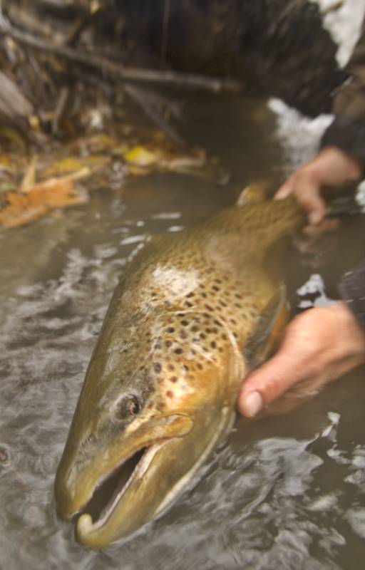 Brown trout in New York