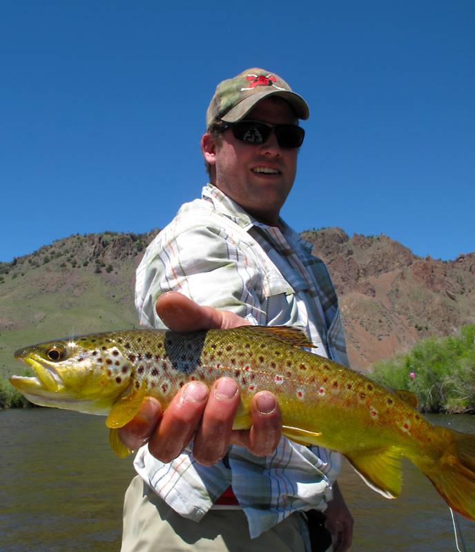 Brown trout in Beaverhead River