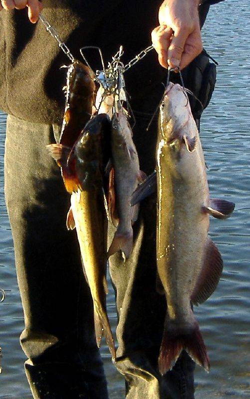 Channel catfish in Lake Isabella