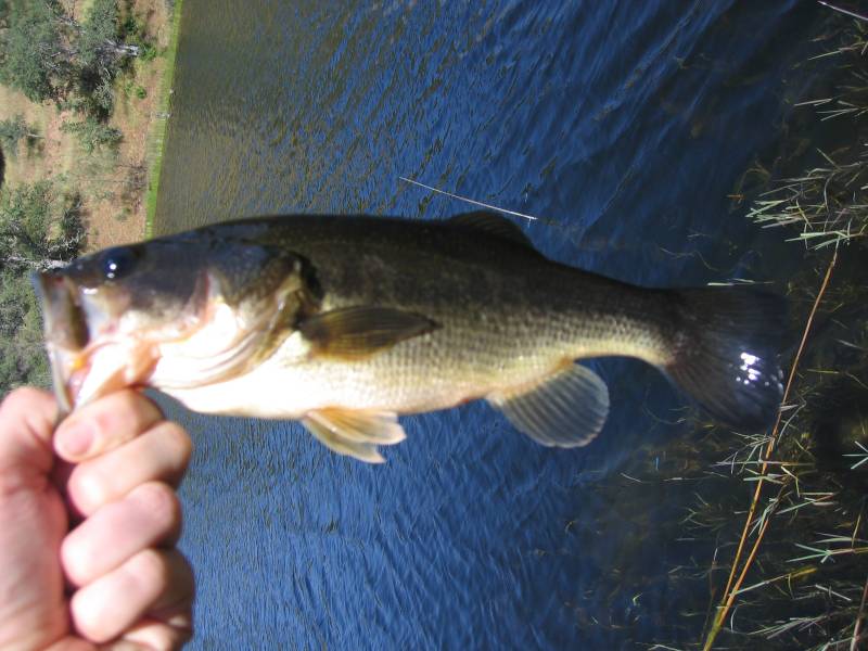 Largemouth bass in Gustine