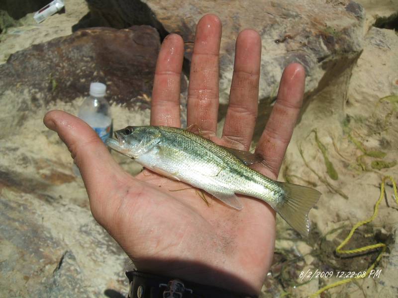 Largemouth bass in Stallion Springs
