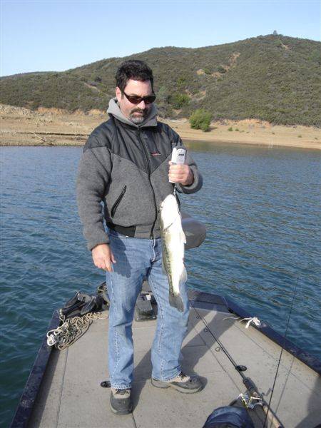 Largemouth bass in Larkspur