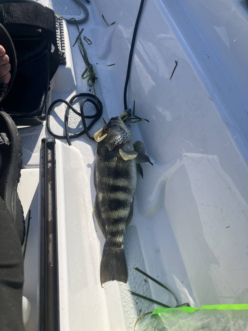 Barred Sand Bass in Ramona