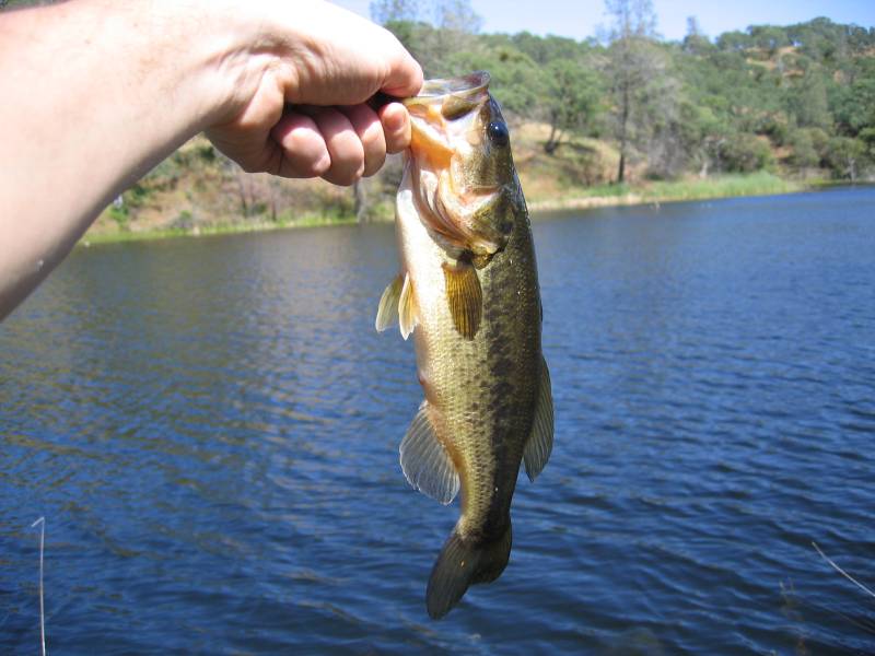 Largemouth bass in Watsonville