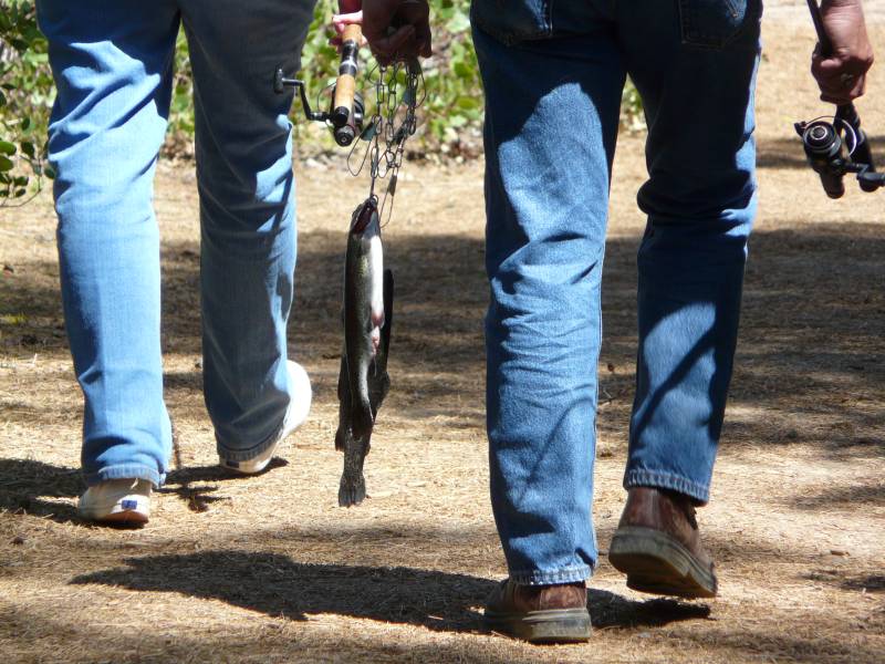 Rainbow trout in California