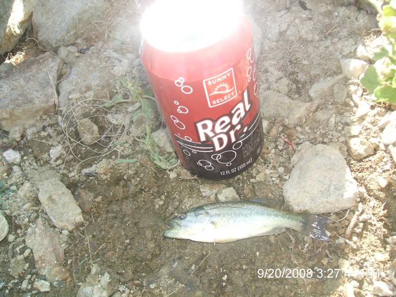 Largemouth bass in Rosamond