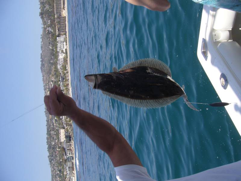 Flounder in Laguna Beach