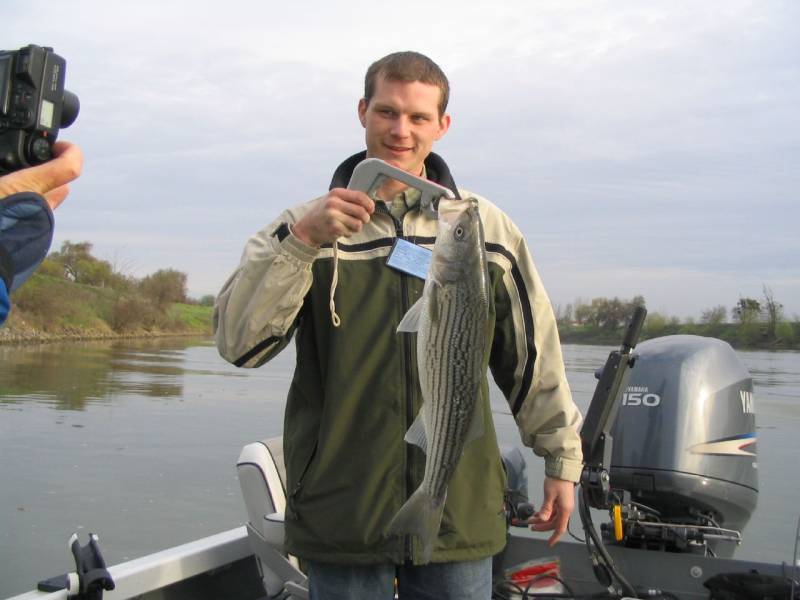 Striped bass in Vacaville