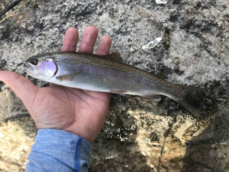 Rainbow trout in California