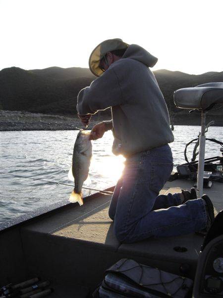 Largemouth bass in Sausalito