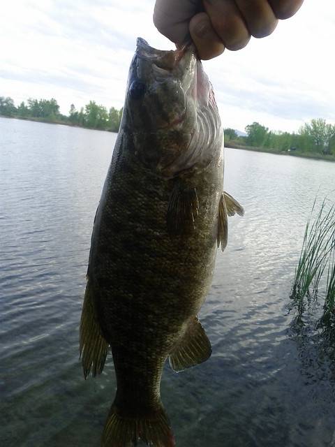 Smallmouth bass in Milliken