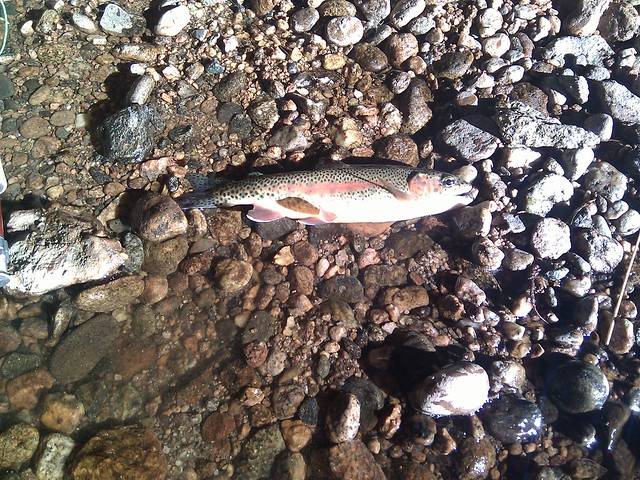 Rainbow trout in Lyons