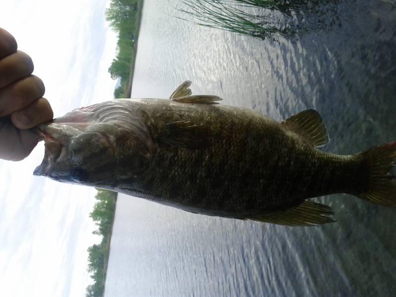 Smallmouth bass in Milliken