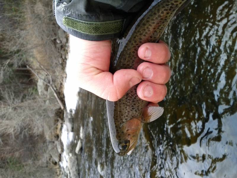 Rainbow trout in Lyons