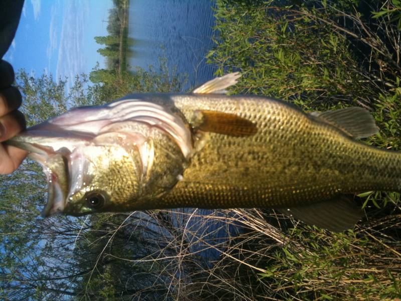 Largemouth bass in Lyons