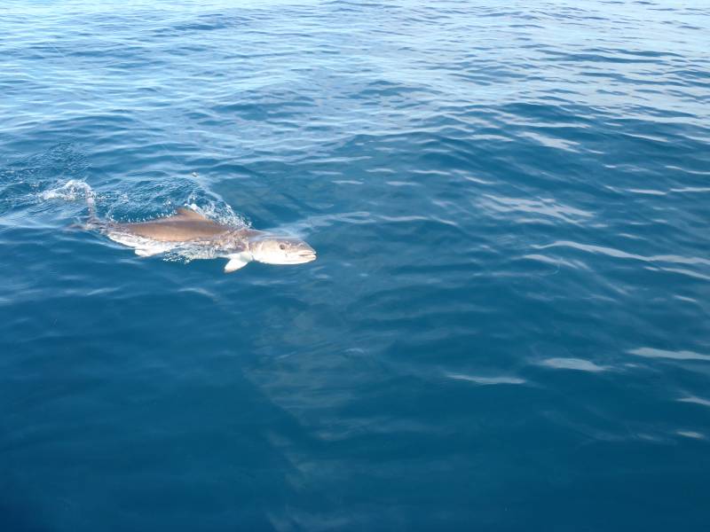 Cobia in Port Saint Lucie