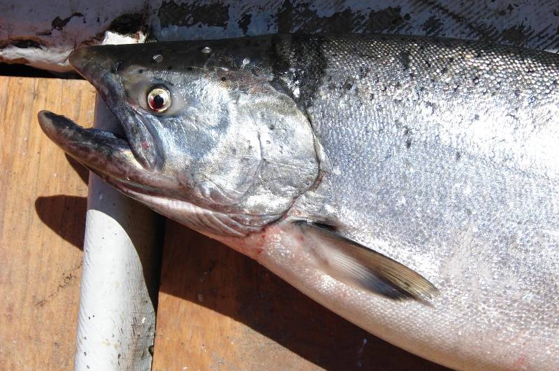 King salmon in Alaska