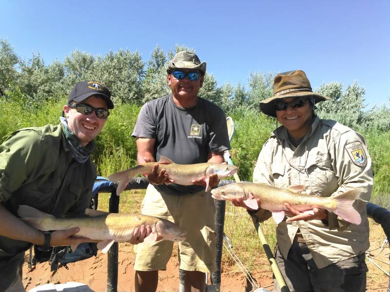 Northern pikeminnow in New Mexico