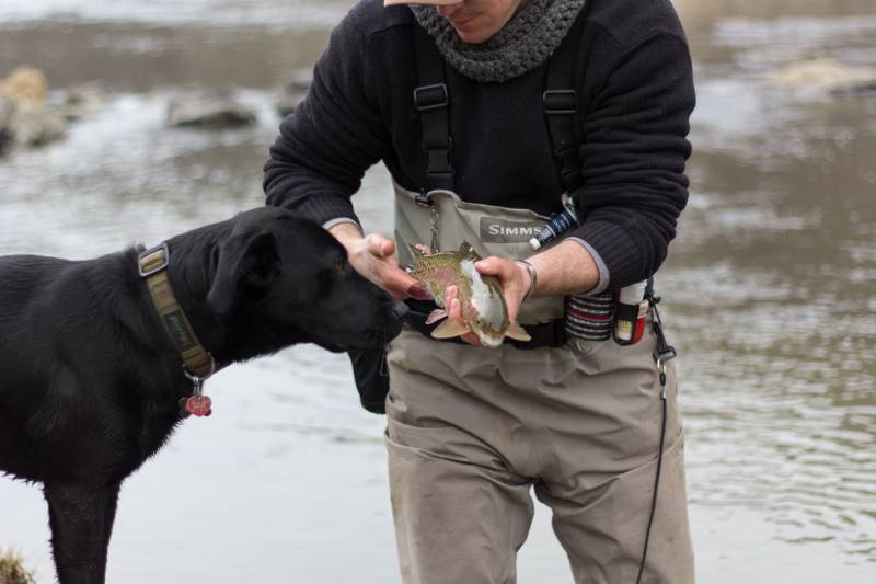 Rainbow trout in Kremmling