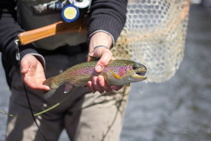 Rainbow trout in Kremmling