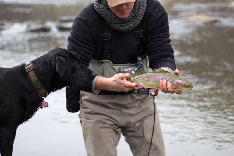 Rainbow trout in Kremmling