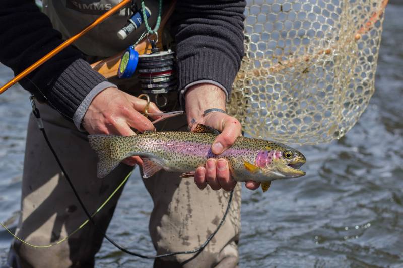 Rainbow trout in Kremmling