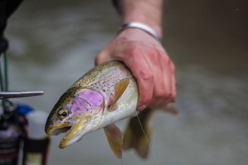 Rainbow trout in Kremmling
