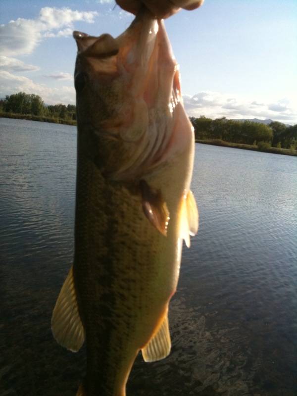 Largemouth bass in Lyons